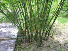 Bambusa odashimae Odashimae Bamboo